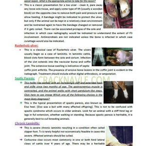 ICVA based topics Bovine NAVLE Study Guide (Digital Download)