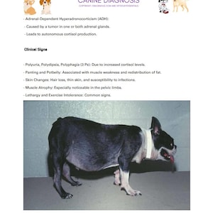 Puede incluir: Un perro blanco y negro con un collar blanco está de pie sobre una superficie gris claro. El perro tiene un vientre abultado y parece delgado. El perro está mirando hacia la derecha. La imagen es una ilustración médica de un perro con hiperadrenocorticismo.