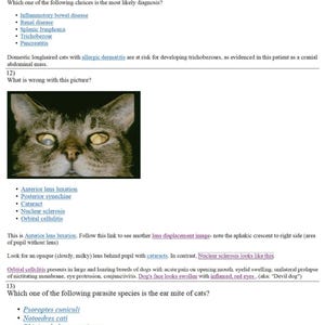 Puede incluir: Primer plano de un ojo de gato con una lente nublada y lechosa detrás de la pupila. El texto "Nuclear sclerosis looks like this." es visible debajo de la imagen.