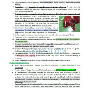 Puede incluir: Una imagen de primer plano de un pulmón de oveja con una apariencia rojo oscuro, similar al hígado. El texto "Mannheimia haemolytica pneumonia typically has a cranioventral distribution as demonstrated by the hepatized lung (dark red, liver-like) seen in the bottom half of this image." es visible en la imagen.