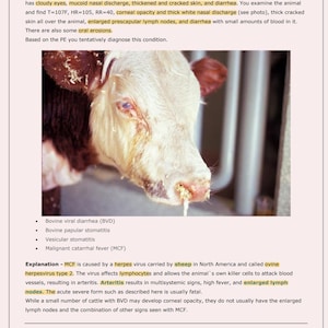 Może przedstawiać: Zbliżenie na białą krowę z zamglonymi oczami, gęstym białym wyciekiem z nosa i popękaną skórą. Krowa wykazuje oznaki choroby, w tym powiększone węzły chłonne. Tekst na obrazku brzmi: "Bovine Viral Diarrhea (BVD), Bovine Papular Stomatitis, Vesicular Stomatitis, Malignant Catarrhal Fever (MCF)"