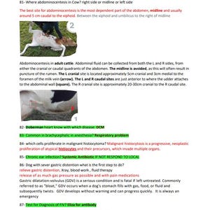 Puede incluir: Una hoja de referencia médica veterinaria con preguntas y respuestas numeradas. La imagen incluye diagramas del abdomen de una vaca, con etiquetas y flechas que apuntan a ubicaciones anatómicas específicas para procedimientos médicos. El texto incluye terminología médica.