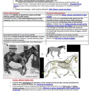 Puede incluir: Diagrama de la anatomía de un caballo que muestra la ubicación del nervio radial y los efectos de la parálisis del nervio radial. El diagrama muestra la pierna del caballo en una posición flexionada, con las articulaciones del carpo, el menudillo y la cuartilla dobladas. El texto describe los síntomas de la parálisis del nervio radial, incluida la incapacidad de extender el corvejón, el carpo y el dedo. El texto también describe las causas de la parálisis del nervio radial, incluidos los traumatismos y la decúbito lateral prolongado.