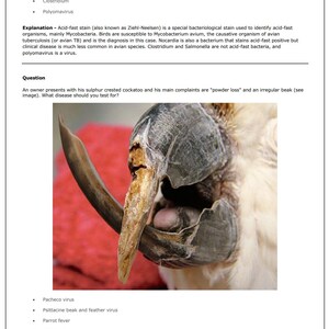 May include: Close-up of a sulphur-crested cockatoo's beak, showing signs of damage and an irregular shape. The beak is a pale yellow color with a dark gray base. The bird's feathers are white and fluffy.