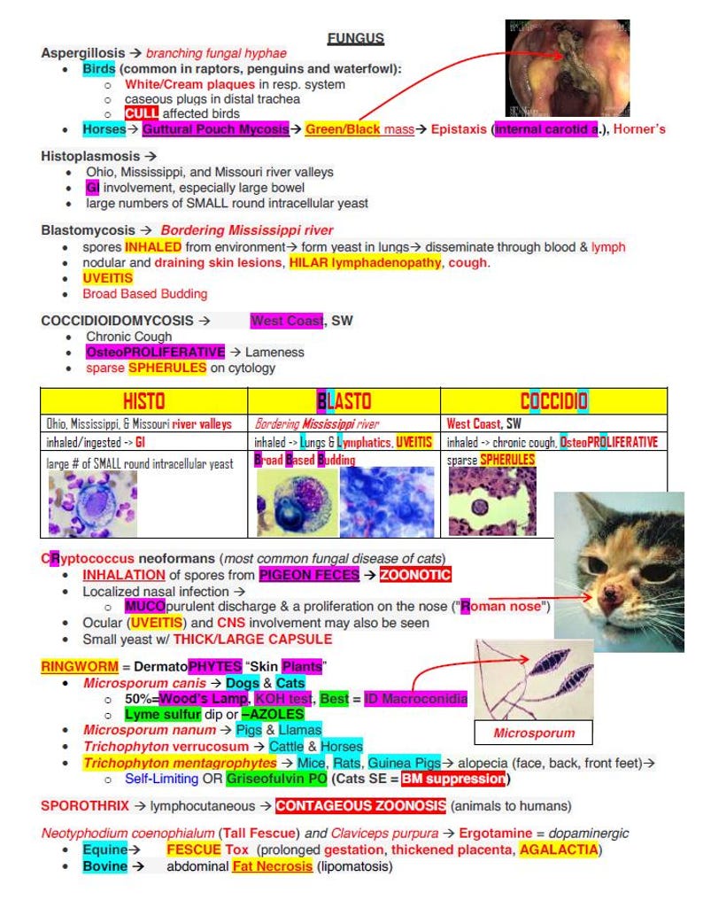 May include: A chart with a diagram of different types of fungal infections in animals. The chart includes information about the type of fungus, the symptoms, the location, and the treatment. The chart also includes images of the fungi under a microscope.