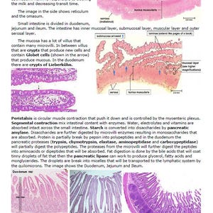 Puede incluir: Imágenes microscópicas del intestino delgado, que muestran las diferentes capas del duodeno, el yeyuno y el íleon. Las imágenes muestran las vellosidades, las criptas y otras estructuras del revestimiento intestinal. El texto describe la función de las diferentes partes del intestino delgado.