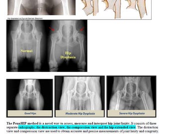 BCSE Study Guide 282 Pages | Complete Veterinary Exam Prep Notes with Images