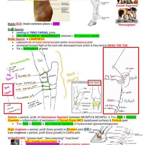 May include: Diagram of a horse's leg showing common conditions affecting the joints, including carpal hygroma, thoroughpin, bog spavin, bone spavin, splints, osselets, high ringbone, low ringbone, scratches, sidebone, quittor, and seedy toe. The diagram includes text labels and illustrations of the affected areas.