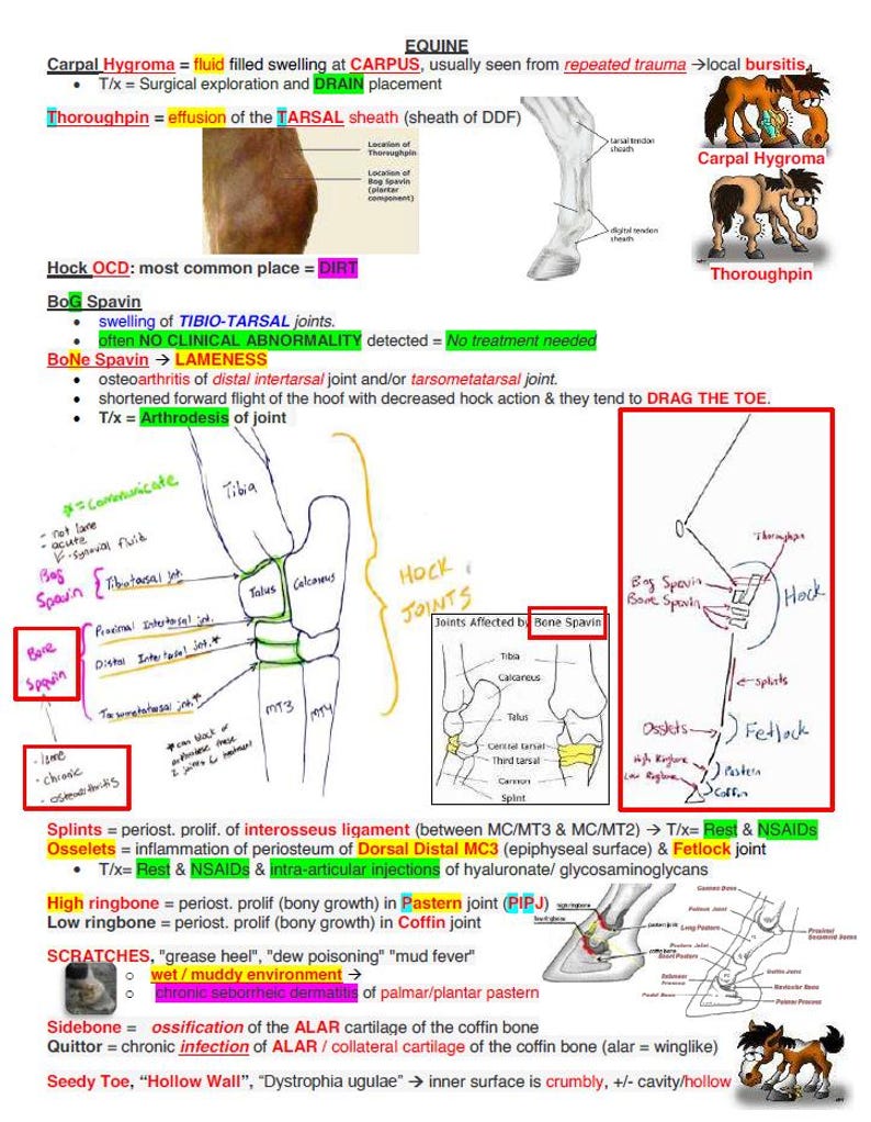 May include: Diagram of a horse's leg showing common conditions affecting the joints, including carpal hygroma, thoroughpin, bog spavin, bone spavin, splints, osselets, high ringbone, low ringbone, scratches, sidebone, quittor, and seedy toe. The diagram includes text labels and illustrations of the affected areas.