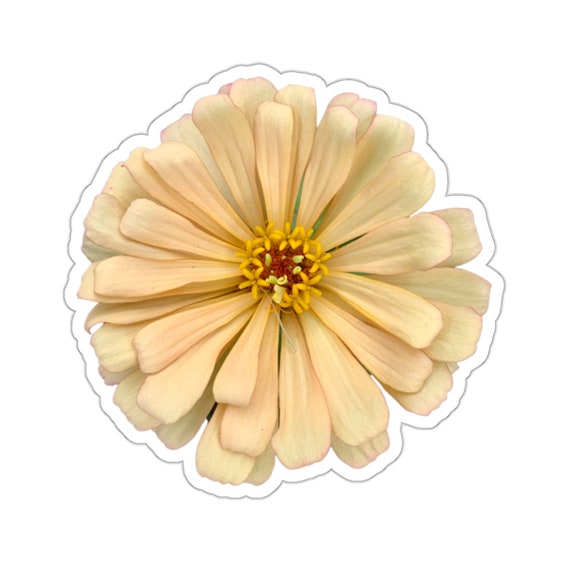 Light Zinnia Flower Sticker - A Delicate Floral Decal