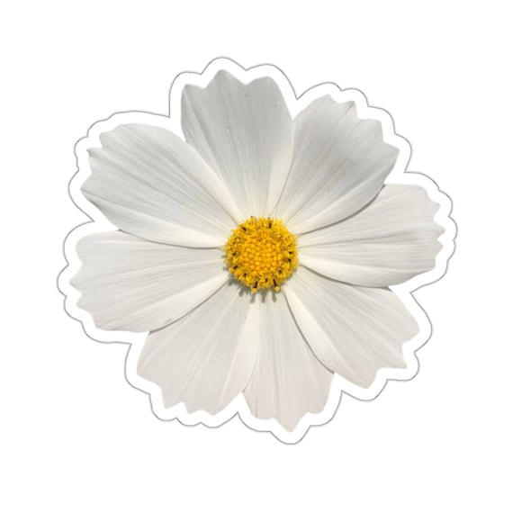 White Cosmo Flower Sticker