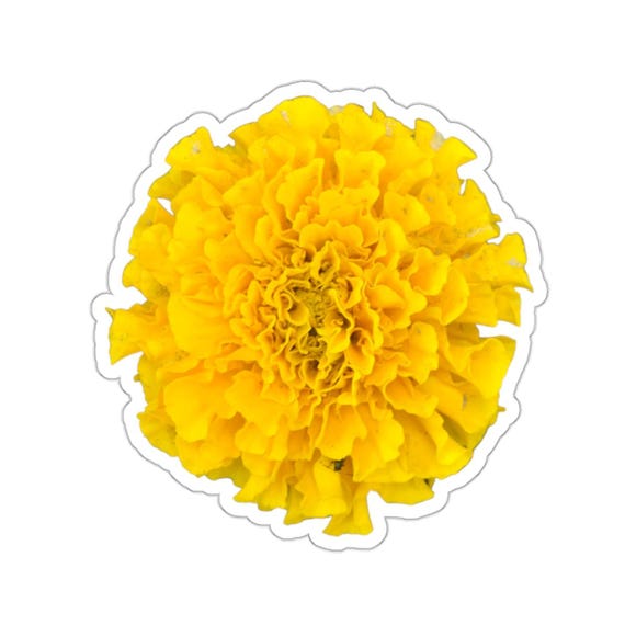 Fluffy Yellow Marigold Sticker // Flower Photography