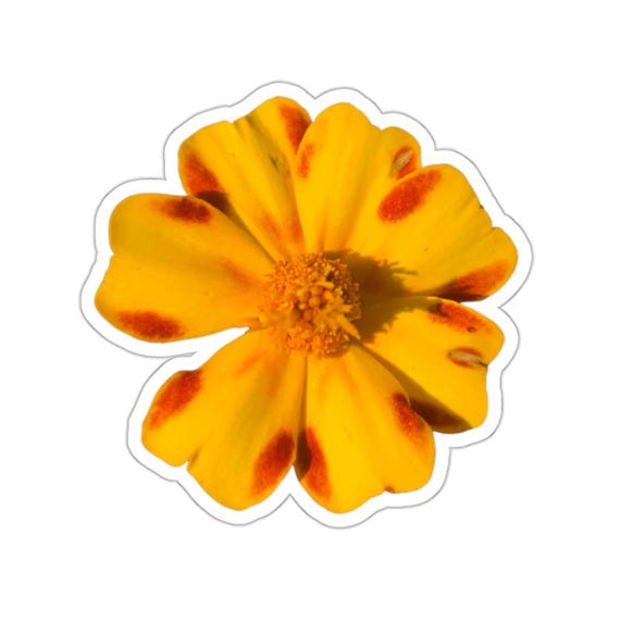 Red Orange Marigold Flower Sticker