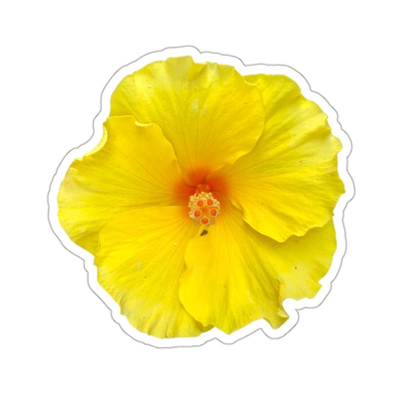 Yellow Hibiscus Flower Sticker