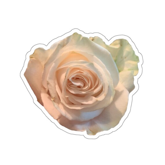 Creamy Rose Blossom Sticker | Vintage Style Decal
