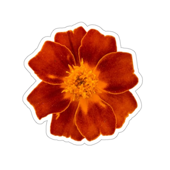 Red Orange Marigold Flower Sticker