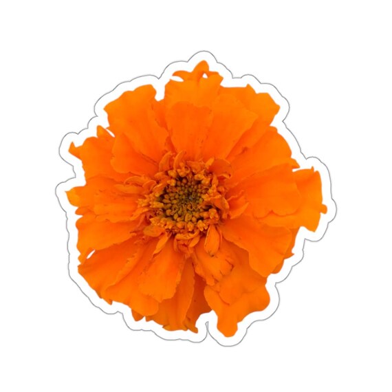 Orange Marigold Flower Sticker