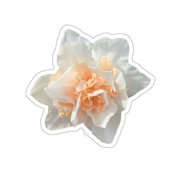 White Daffodil Flower Sticker