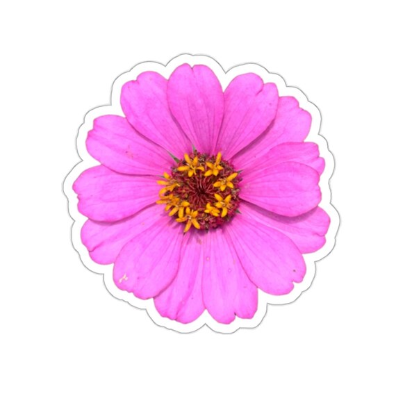 Stunning Pink Zinnia Flower Sticker