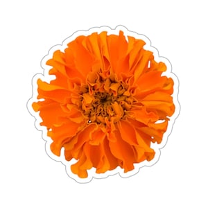 Orange Marigold Flower Sticker