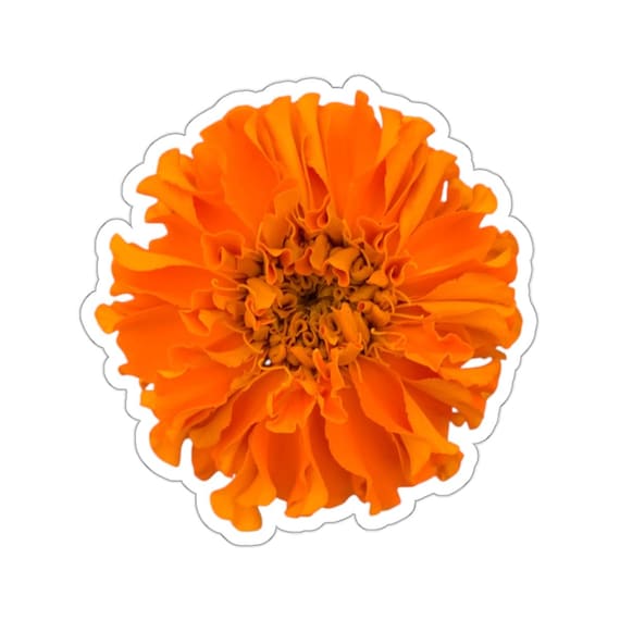Orange Marigold Flower Sticker