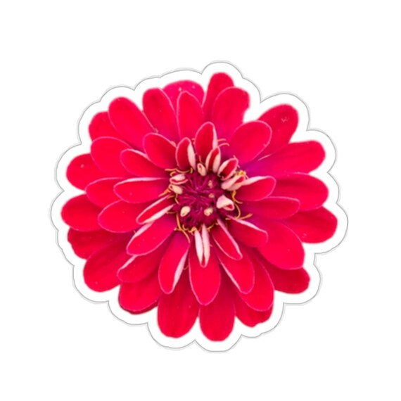 Bright Red Zinnia Flower Sticker