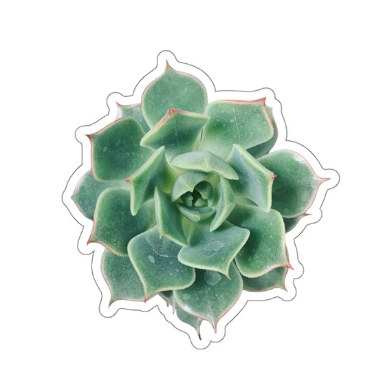 Green Succulent Flower Sticker