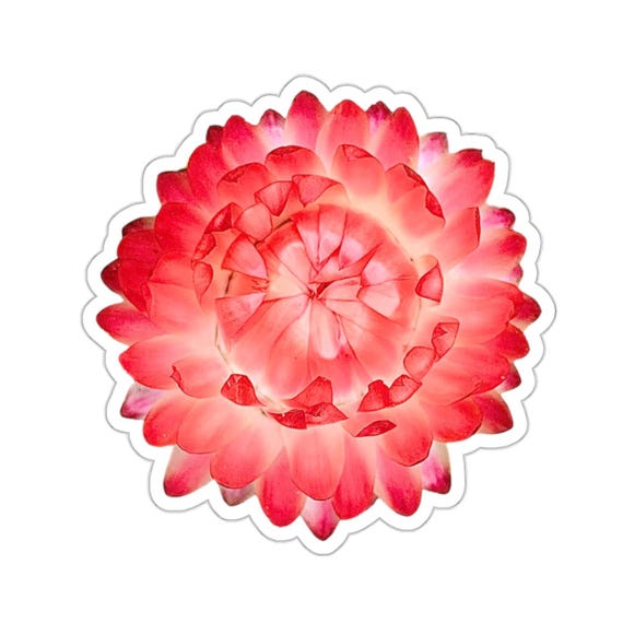 Pretty Red Straw Flower Bloom Sticker