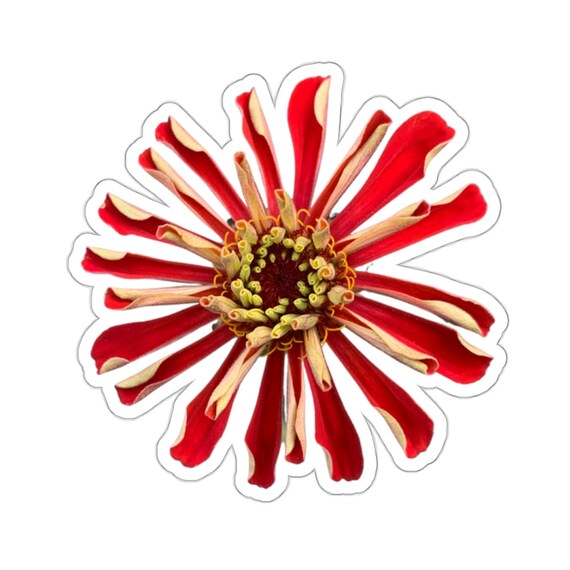 Funky Red Zinnia Flower Sticker - Bright Floral Decal