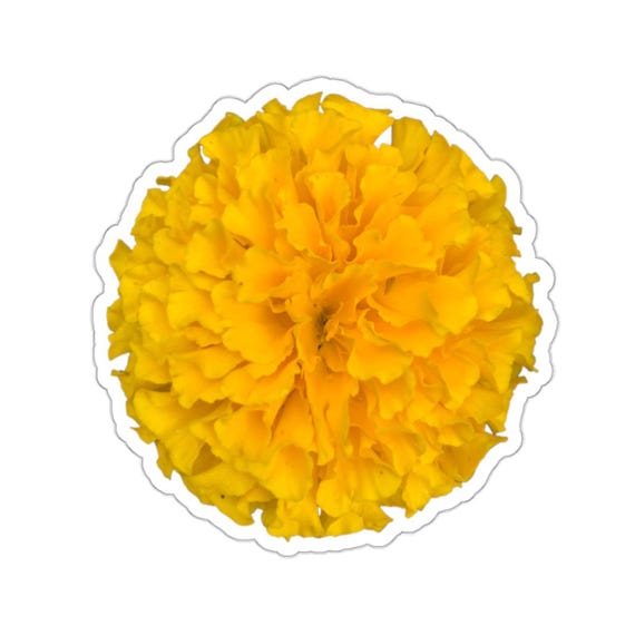 Full Bloom Yellow Marigold Flower Sticker