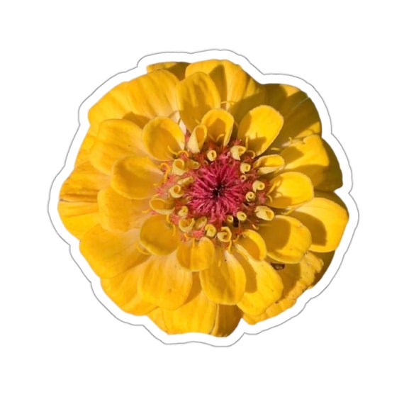 Pretty Yellow Zinnia Flower Sticker