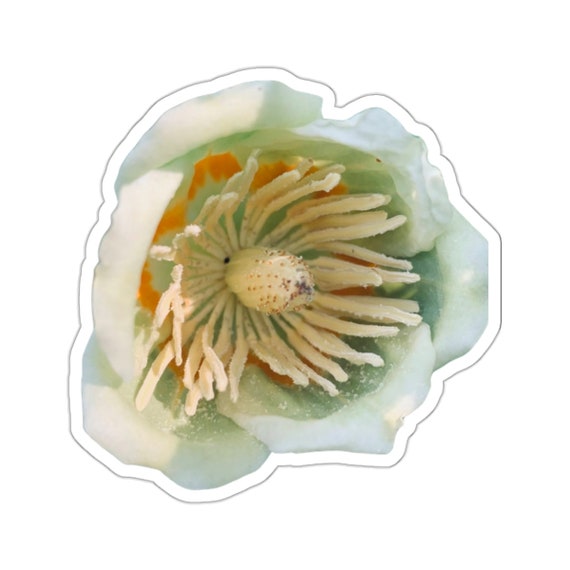 Tulip Poplar Flower Sticker: Natural Charm, Water Resistant Vinyl