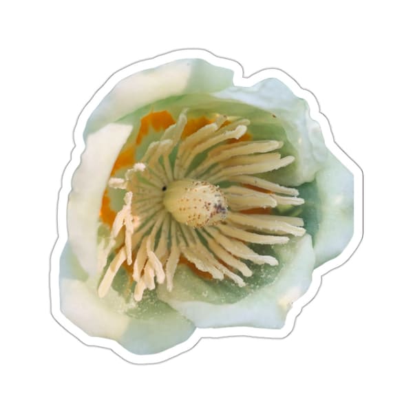 Elegant Tulip Poplar Flower Sticker - Perfect for a Touch of Natural Charm