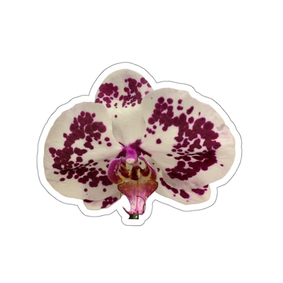Orchid Flower Sticker: Purple & White Vinyl Decal