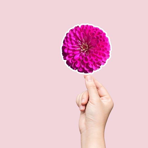 Bright Pink Zinnia Flower Sticker