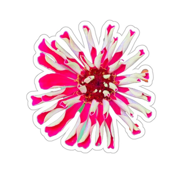 Funky Pink Zinnia Flower Sticker