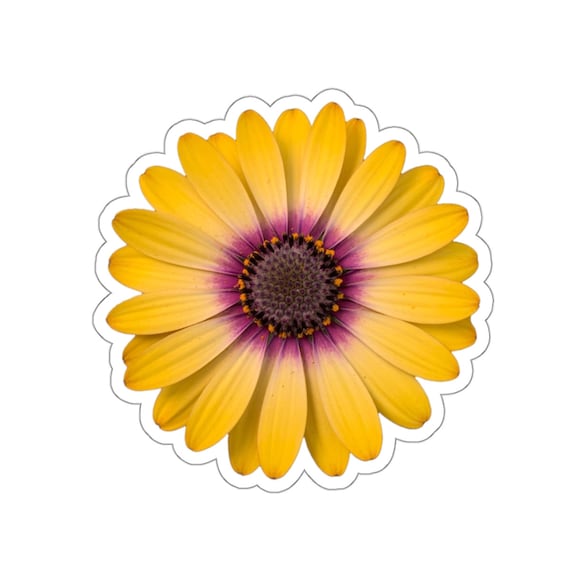 Yellow and Purple Windflower Flower Sticker