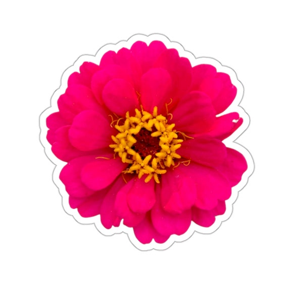 Vivid Pink Zinnia Flower Sticker: Water Resistant Vinyl