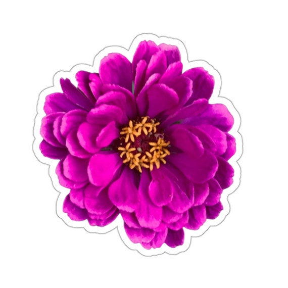 Vibrant Purple Zinnia Flower Sticker