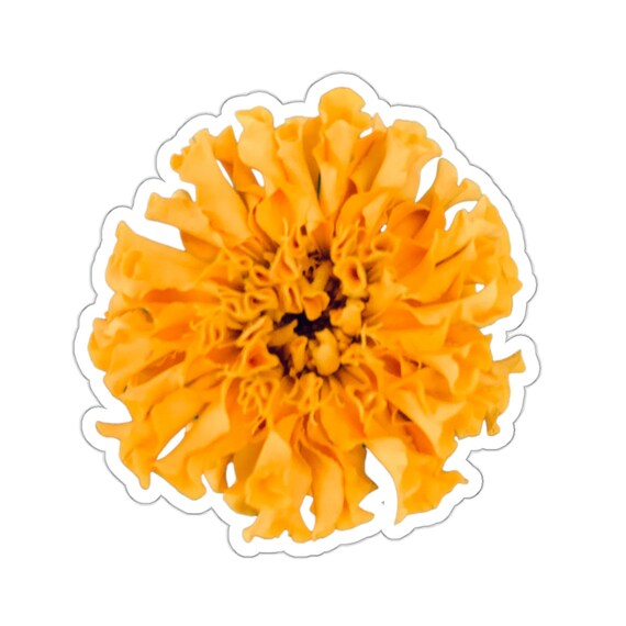 Pretty Orange Marigold Flower Sticker