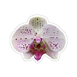 A stunning purple and white orchid flower sticker