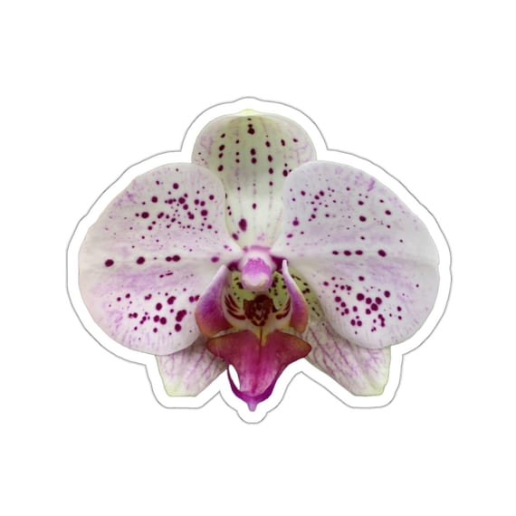 Purple Orchid Flower Sticker: Jrouxart Original Art