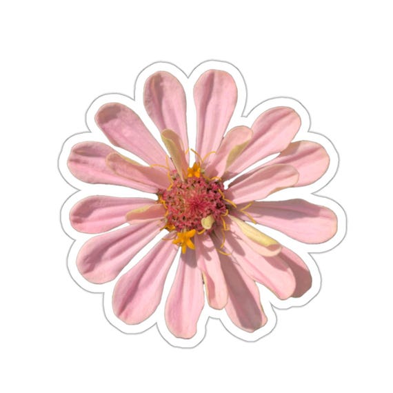 Pastel Pink Zinnia Flower Sticker