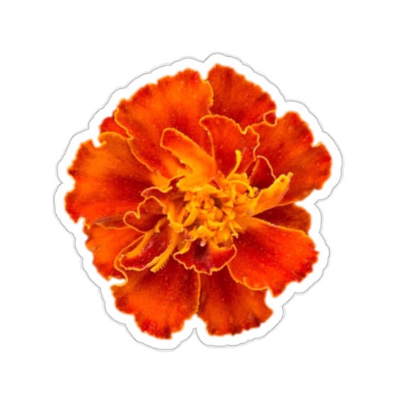 Red Orange Marigold Flower Sticker