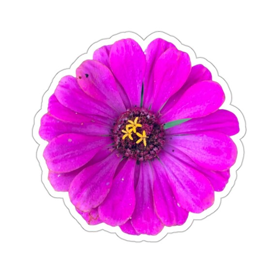 Pretty Purple Zinnia Flower Sticker