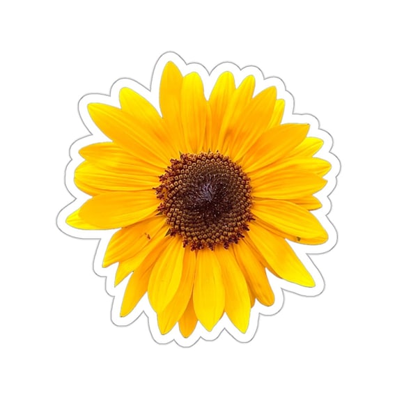 Sunflower Sticker/ Flower Photography