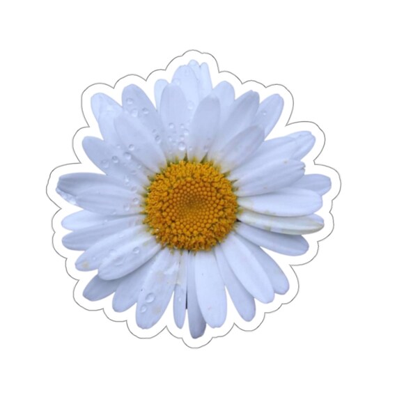 Dew Covered White Zinnia Flower Sticker
