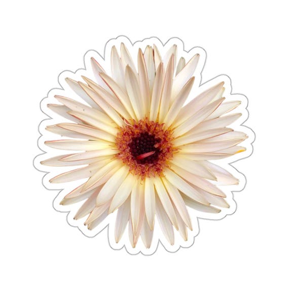 Straw Flower Sticker