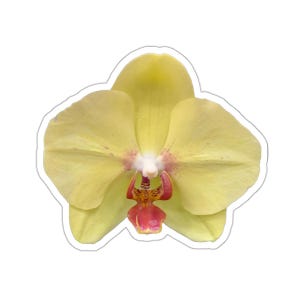 Yellow Orchid Flower Kiss-Cut Stickers, Floral Stickers, Laptop Decals, Planner Stickers, Scrapbooking Accessories, Stationery Supplies