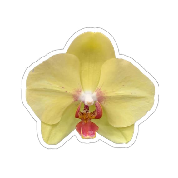 Yellow Orchid Sticker: Floral Laptop Decal, Scrapbook Accessory